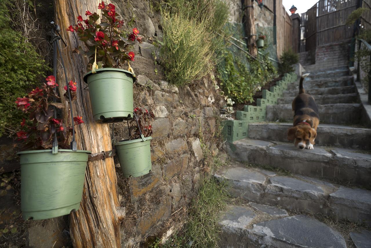 Meena Bagh Shimla Exterior photo